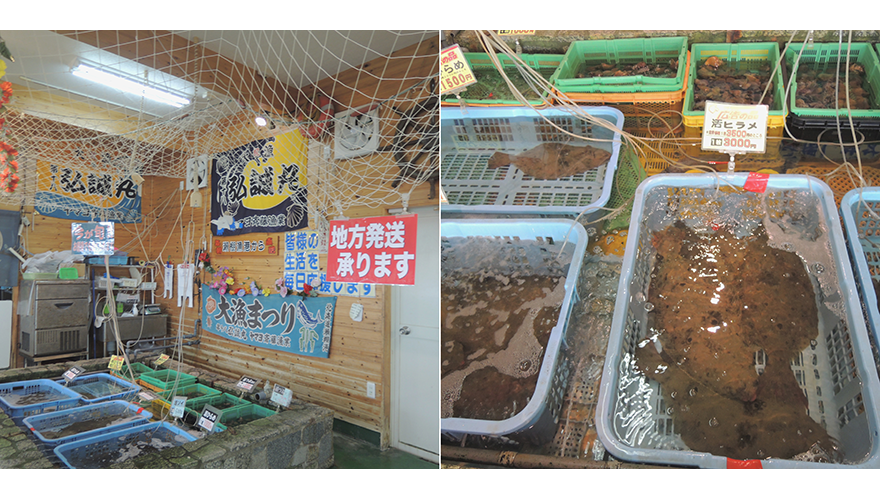 店内の生簀には水揚げされたばかりの旬な魚や貝が沢山