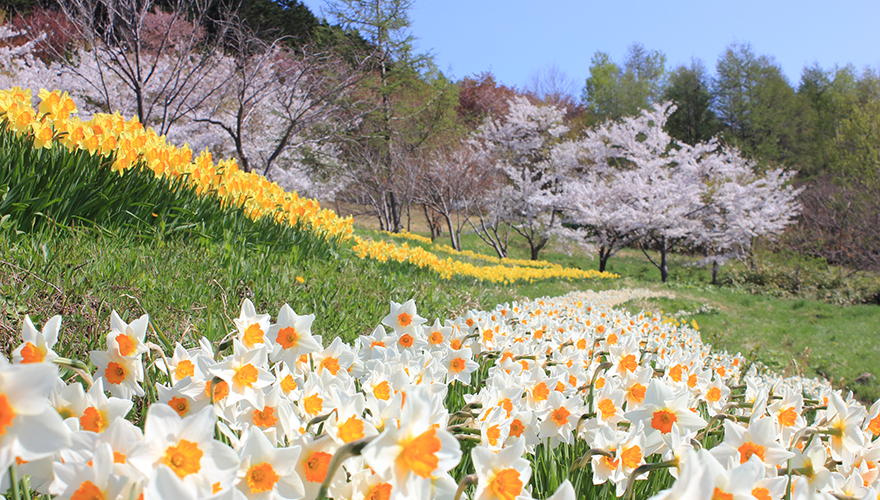 丘面いっぱいに広がる水仙の見頃は4月下旬～5月中旬