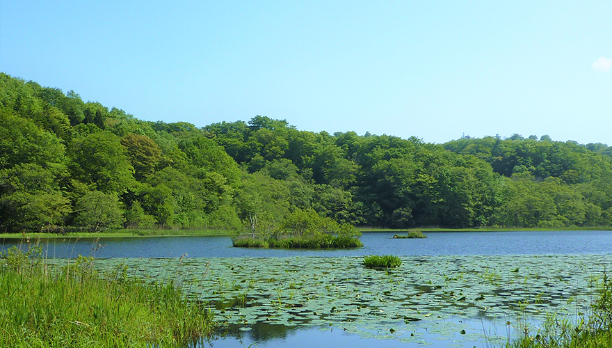 緑いっぱいに囲まれる自然あふれる公園