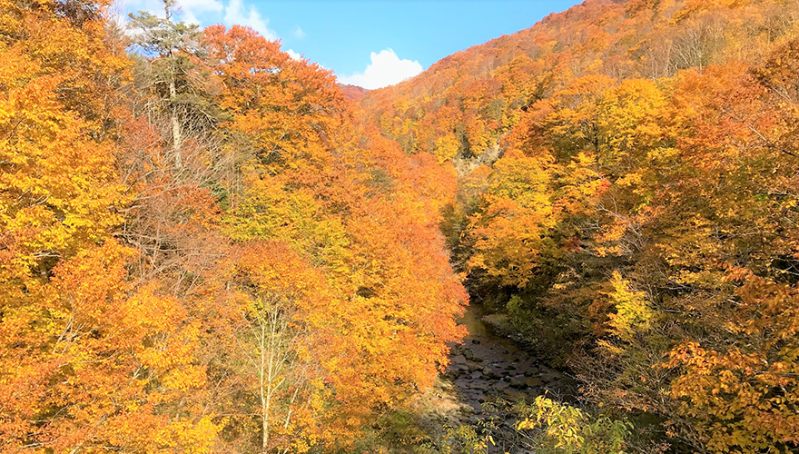 美しすぎる紅葉の見ごろは10月頃