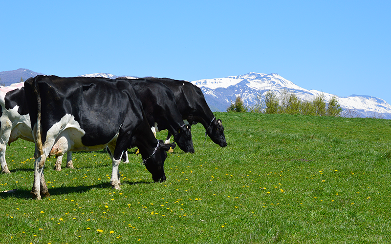 牛と春の緑と狩場山