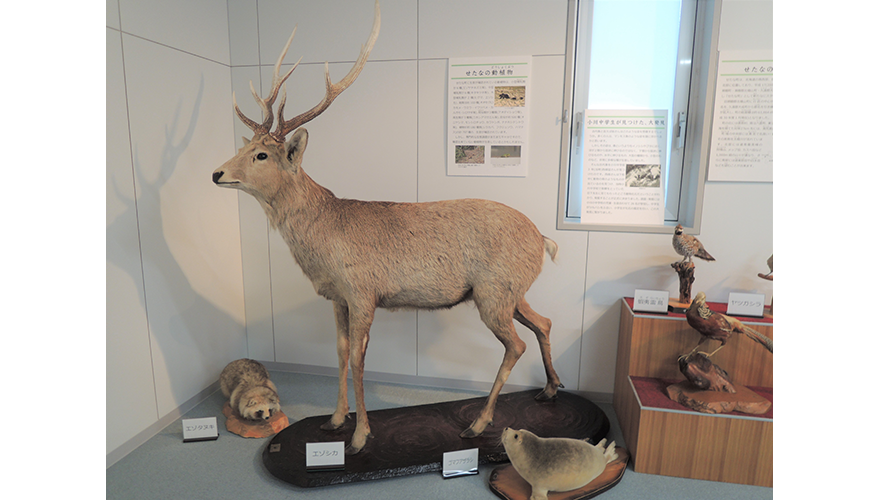 せたなに住む動物のはく製なども展示されている